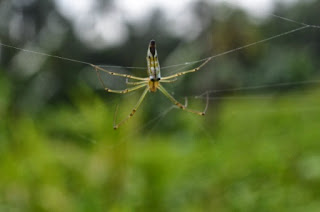 Spider and Insects of Philippines http://mindnetworks.blogspot.com/2013/09/insects-of-philippines.html