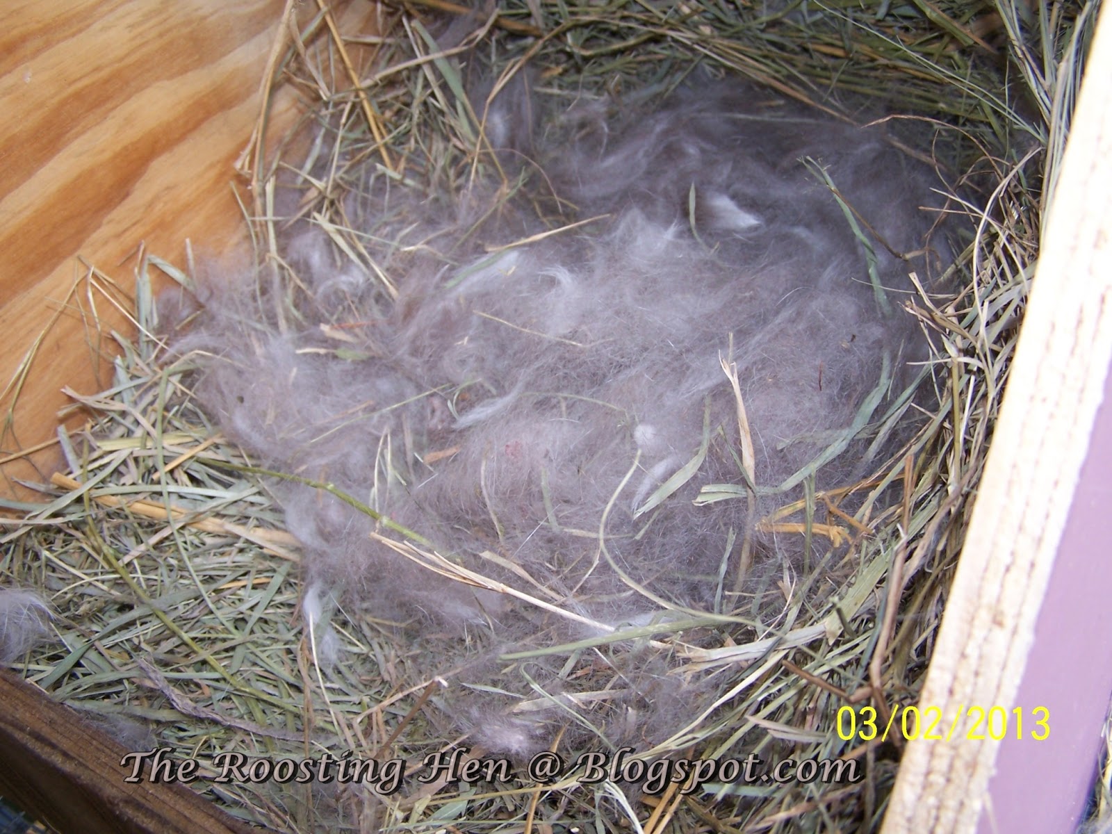 The Roosting Hen Our First Rabbit Litters