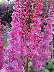 FLOWERS IN THE GARDEN