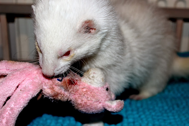 fretin hinta kustannukset ferret price money