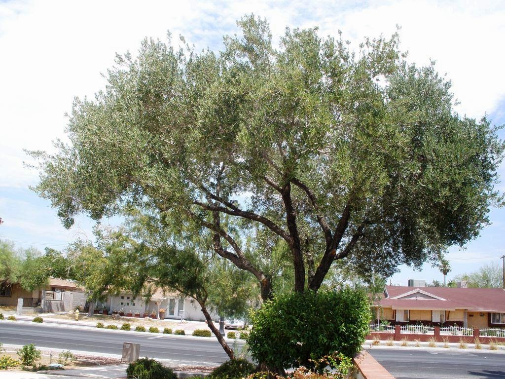 Xtremehorticulture of the Desert Olive Tree Dropping Leaves, Leaves