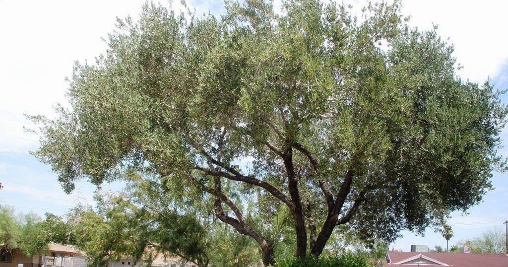 Xtremehorticulture of the Desert Olive Tree Dropping Leaves, Leaves