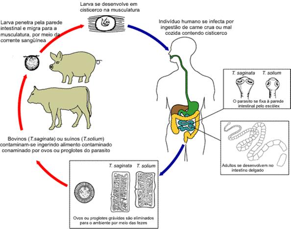 Hábitat de organismo vivo de parasitas