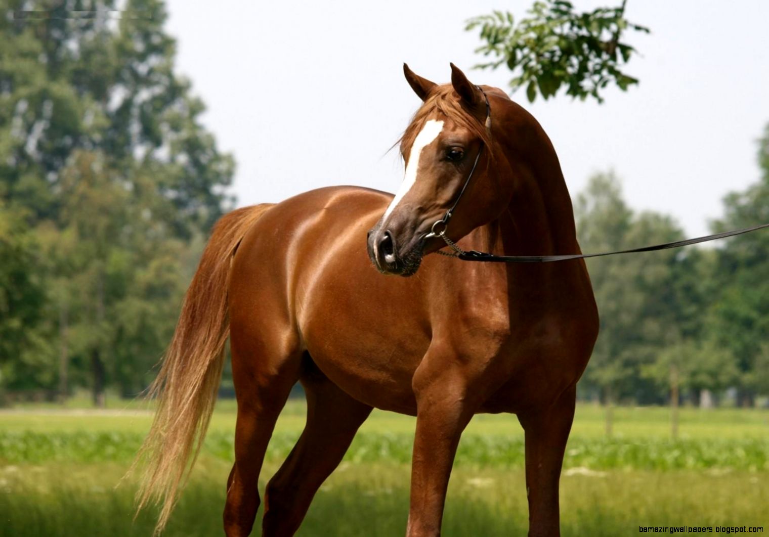 Thoroughbred Horse Wallpapers Thoroughbred horse Backgrounds Thoroughbred Horse Wallpapers Thoroughbred horse Backgrounds
