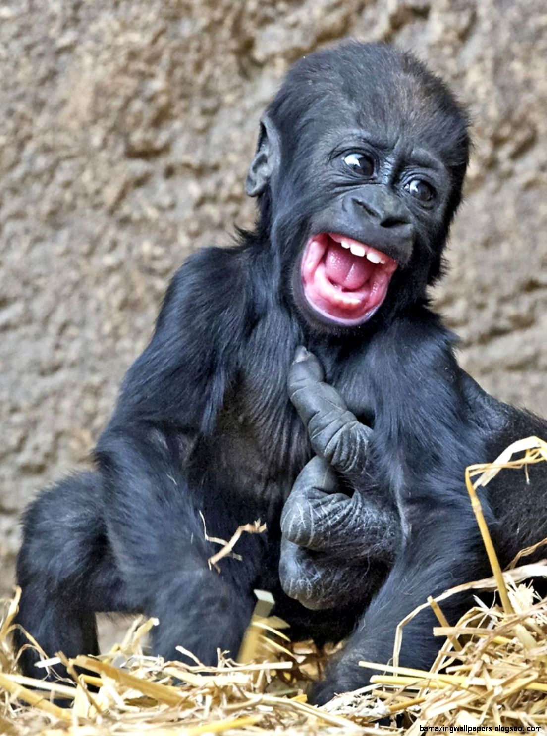 Smiling gorilla   Photos   Adorable smiling animals   NY Daily News Smiling gorilla   Photos   Adorable smiling animals   NY Daily News