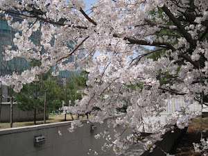 Cherry Blossom Seoul, Apr 12