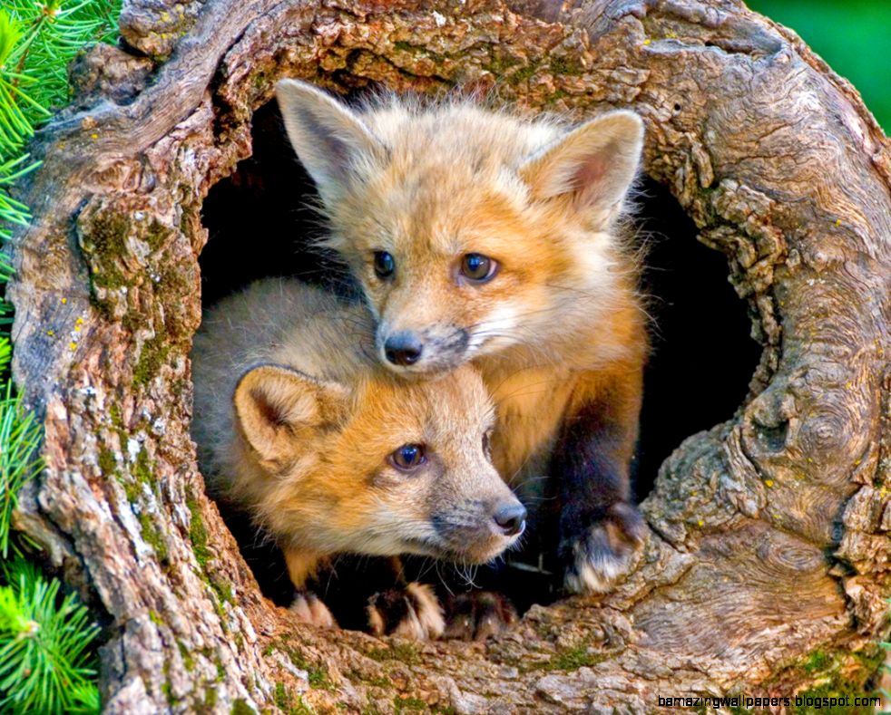 National Wildlife Federation   Email   Leaves May Be Falling But National Wildlife Federation   Email   Leaves May Be Falling But