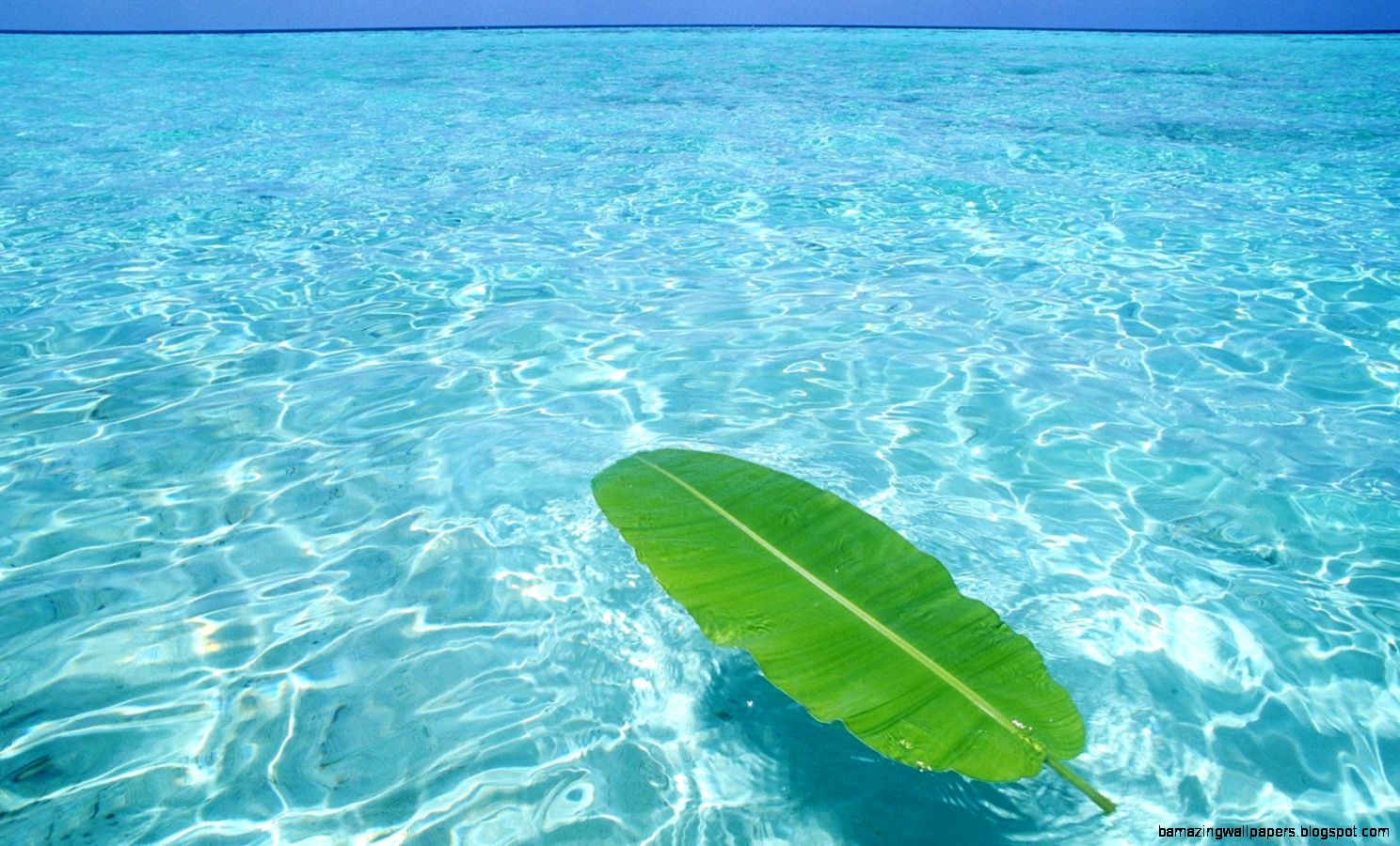 Clear Ocean Water HD Wallpaper Clear Ocean Water HD Wallpaper
