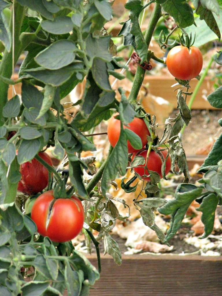 Beauty 4 Ashes VineRipe Tomatoes {Recipe}