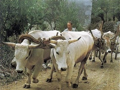 Two Oxen
