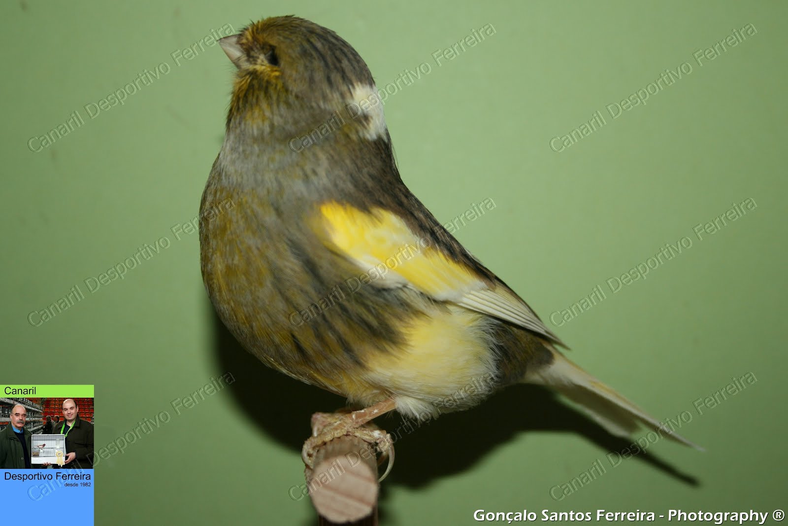 Gloster Fancy Canário Gloster Fancy Consort Buff / Variegado, Macho