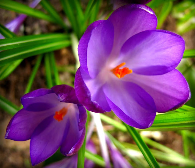  spring flowers© Annie Japaud Photography 