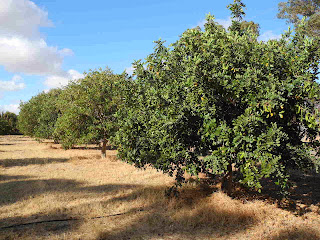 Raising funds by harvesting Carob Bean Trees.