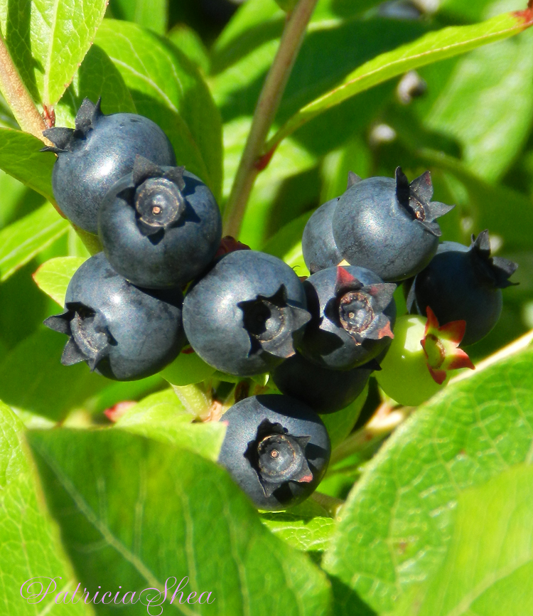 patternpatisserie The various colours of Wild Maine Blueberries