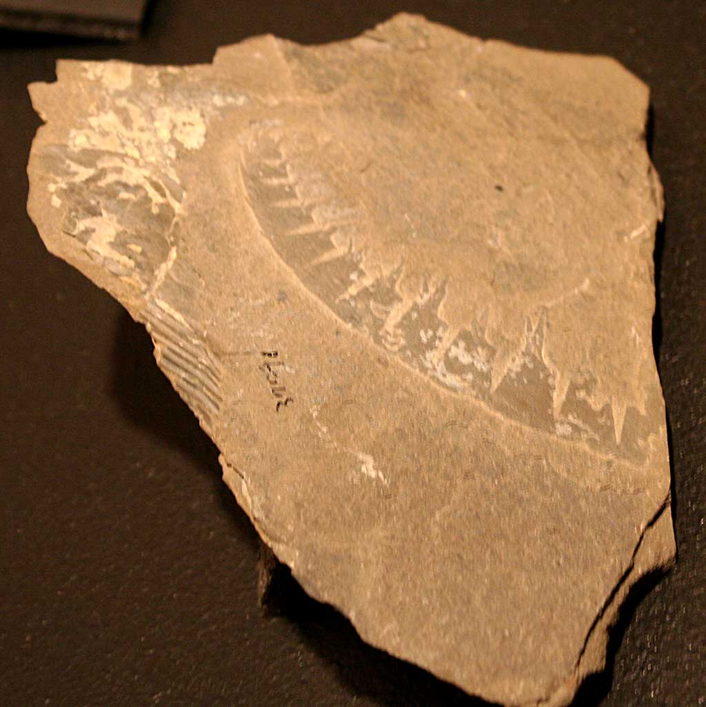 Louisville Fossils and Beyond Anomalocaris canadensis Cambrian Fossil