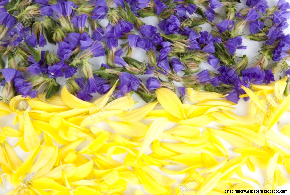 Wallpaper Flower Mum And Statice Petals Makes Wall Flower Stock Wallpaper Flower Mum And Statice Petals Makes Wall Flower Stock
