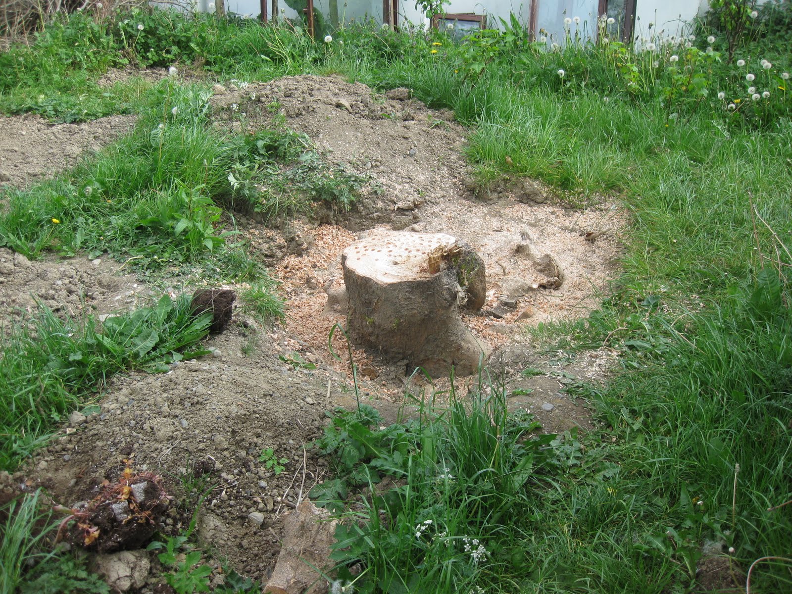 House in Ireland Home Improvement & Gardening Getting Rid of An Ash