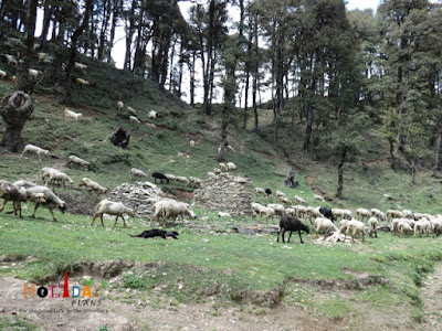 Villagers with herd of sheep Villagers with herd of sheep
