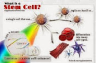 Ceea ce este o celula stem