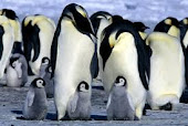 Projeto pinguins