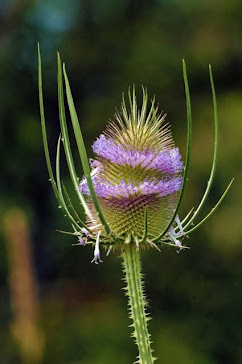 Teasel, Dipsacum dactylis 1512