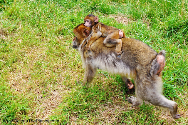 The Monkey Forest at Trentham