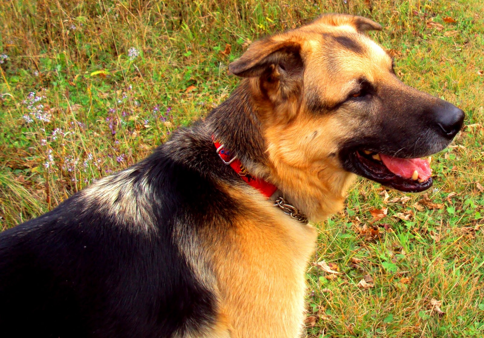 How To Treat Travel Sickness In Dogs How To Treat Travel Sickness In Dogs