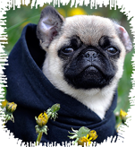Raça Pug Cachorros para apartamento