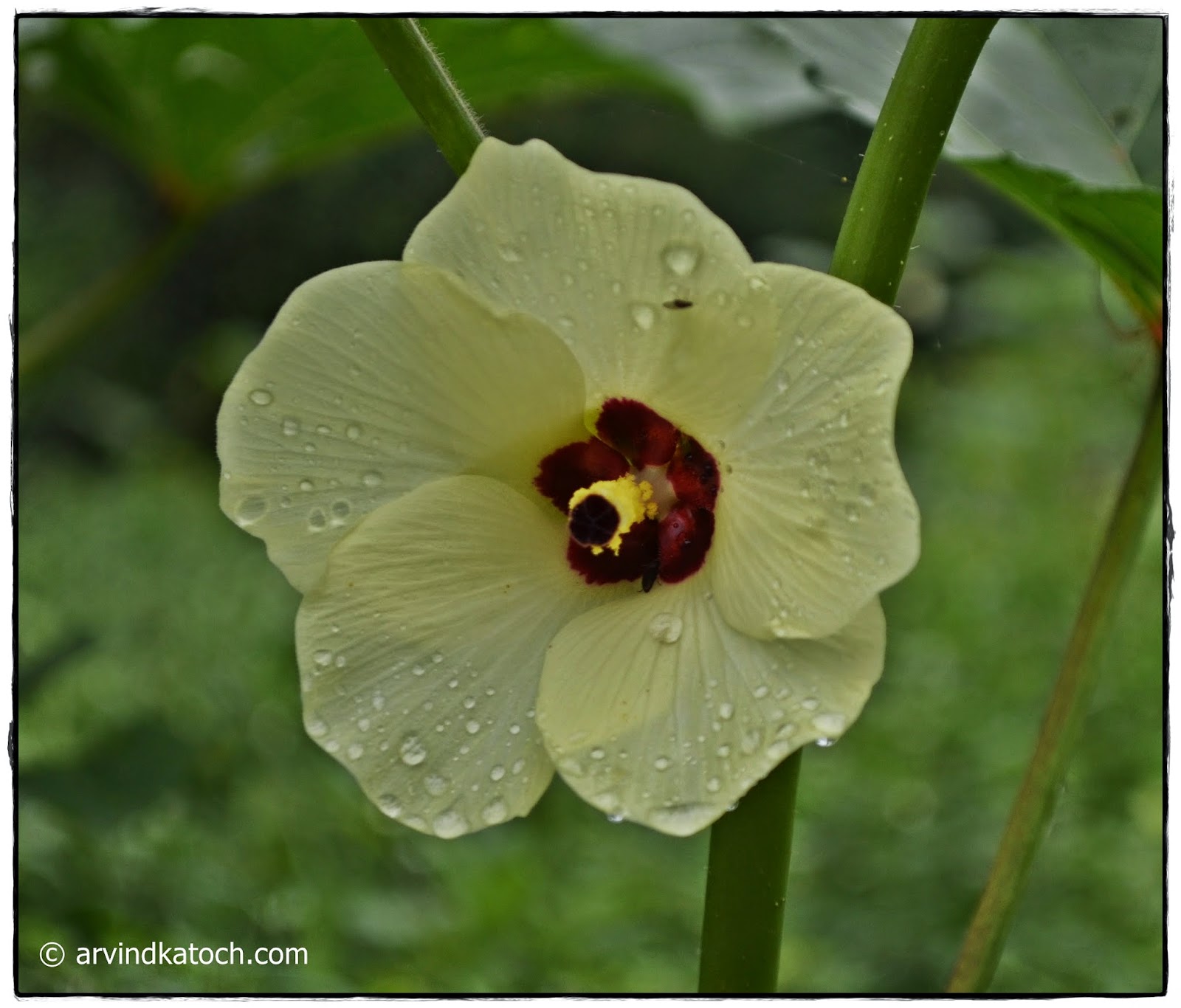 Arvind Katoch Photography Yellow Lady Finger Flower wet in Rain