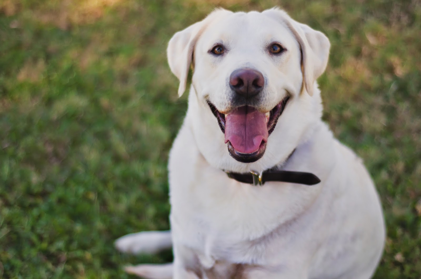 China White Labrador Breeding Akc Registered White Labrador Puppies For Sale