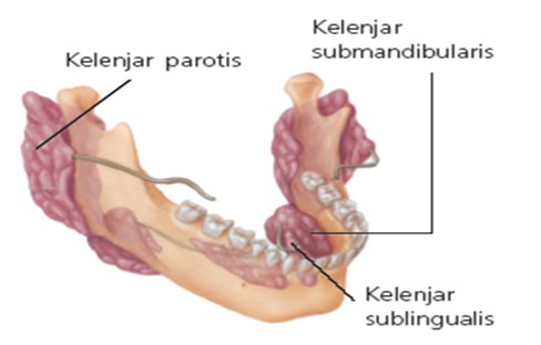 Dunia Biologi Kelenjar Ludah