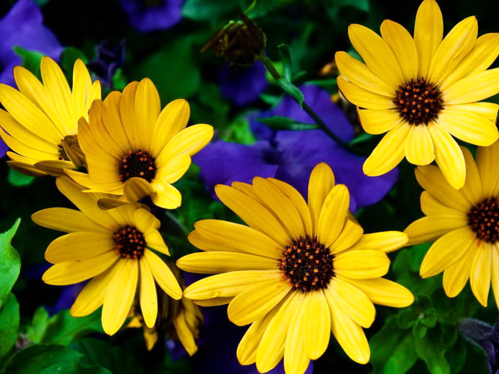 Flower Homes Daisies Flowers