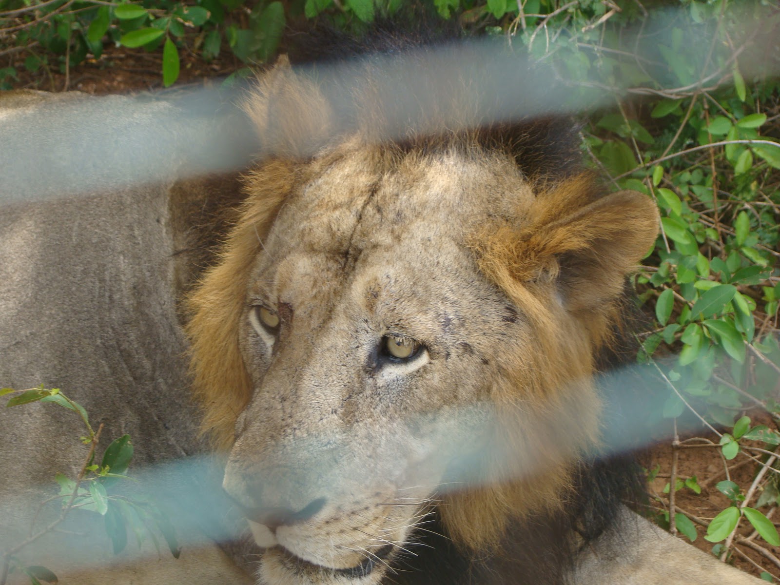 Zoo In Chennai
