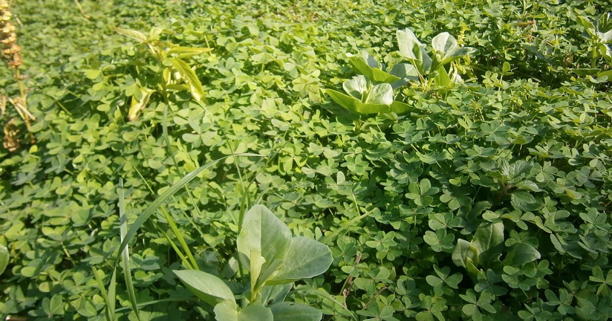 finca Azaroa. Un lugar donde aprender a cuidarse: LAS CUBIERTAS