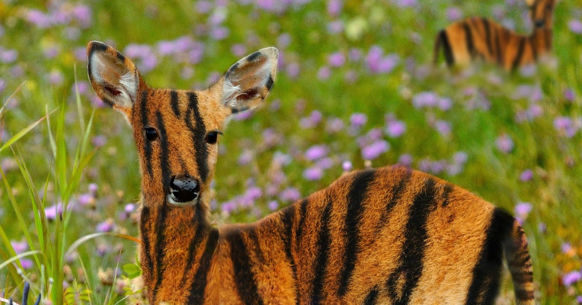 Creative Imaging: Hybrid Animal