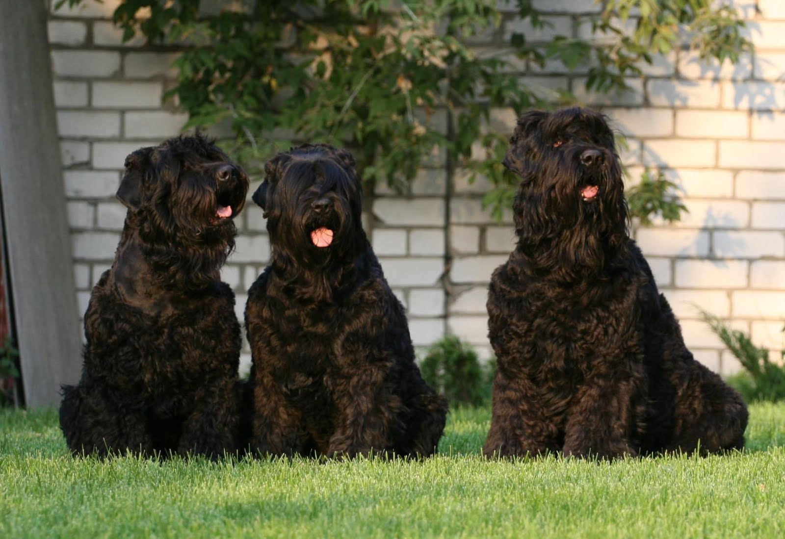 Black Russian Terrier (BRT) as Guard and Police Dog Dogs Breeds and Puppies Reviews