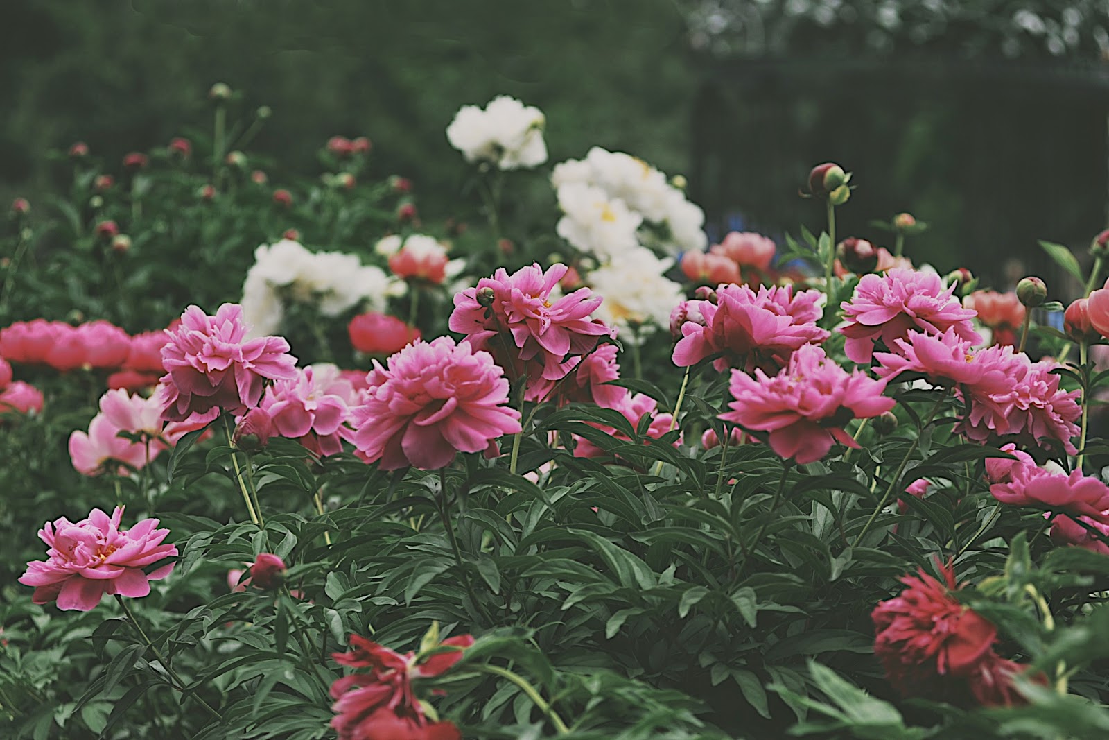 Sylvia's Simple Life Peony Season