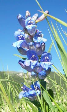 Wildflower in Yellowstone