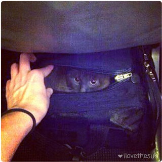 Traveling with a Cat as Carry-On Luggage