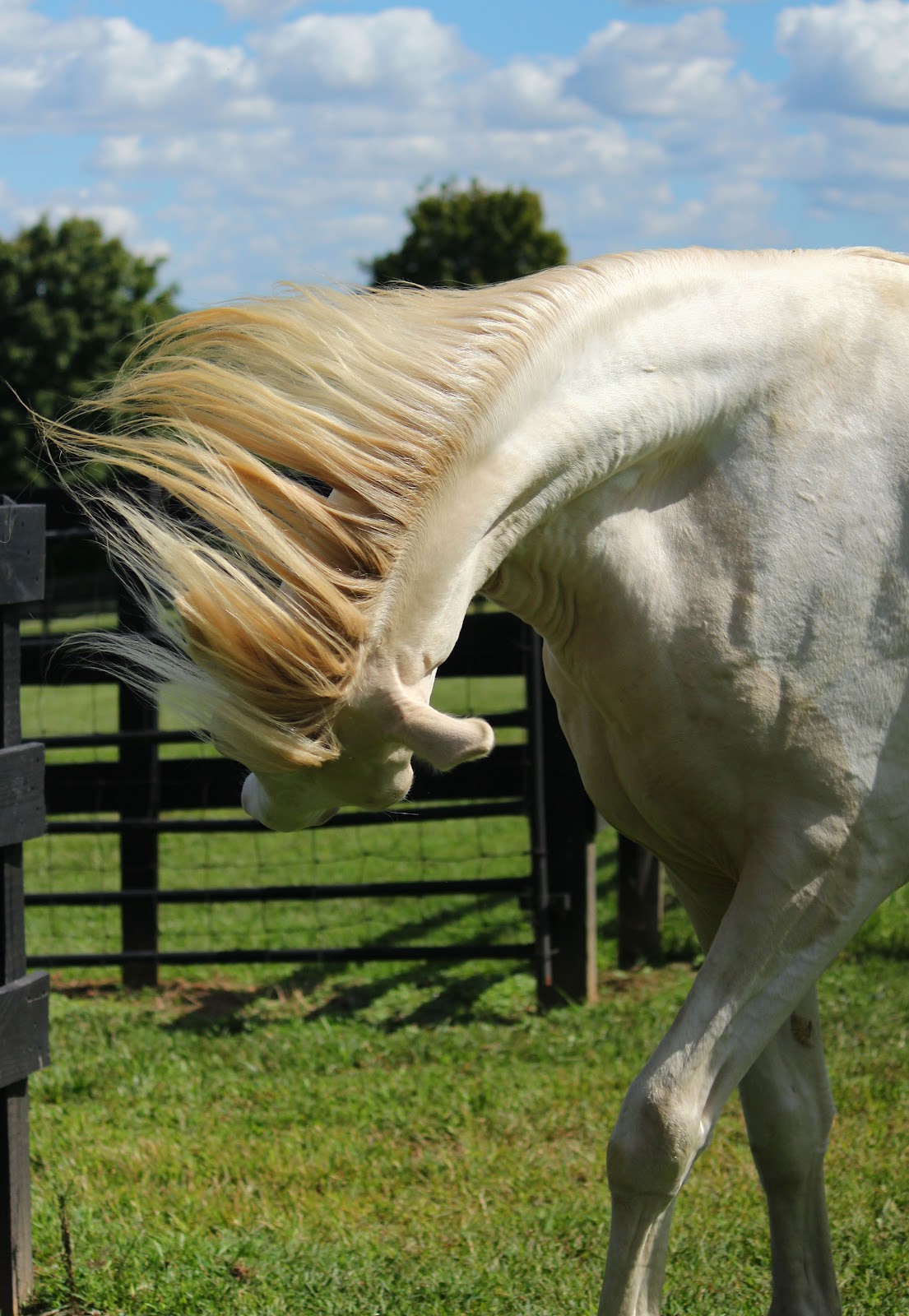 Beautiful Arabian Mare