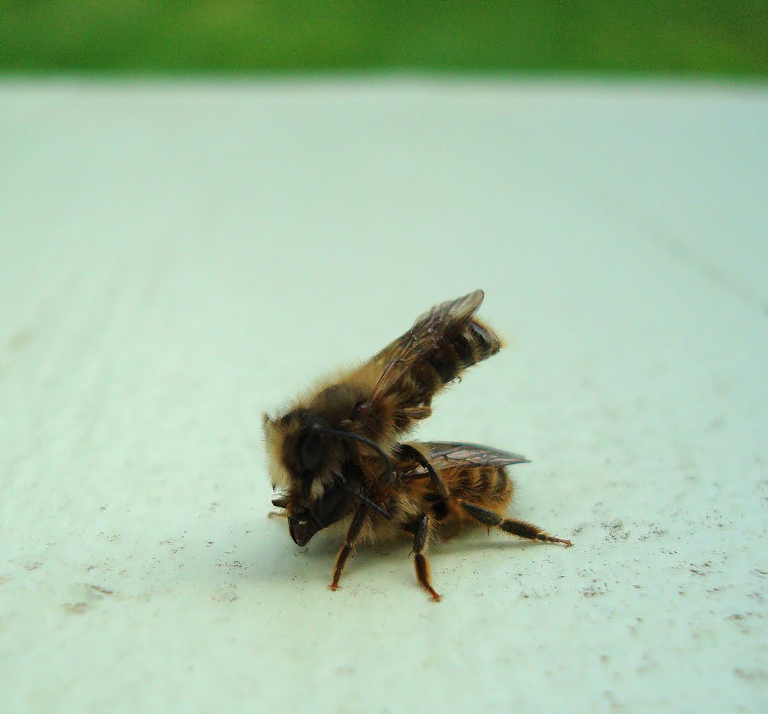 Strumelia's Blog Little hornfaced bees mating!