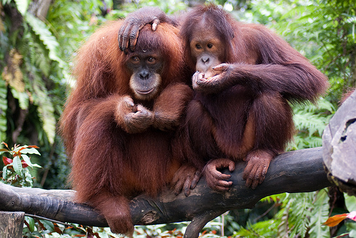 Fun Animals Wiki, Videos, Pictures, Stories: Orangutans