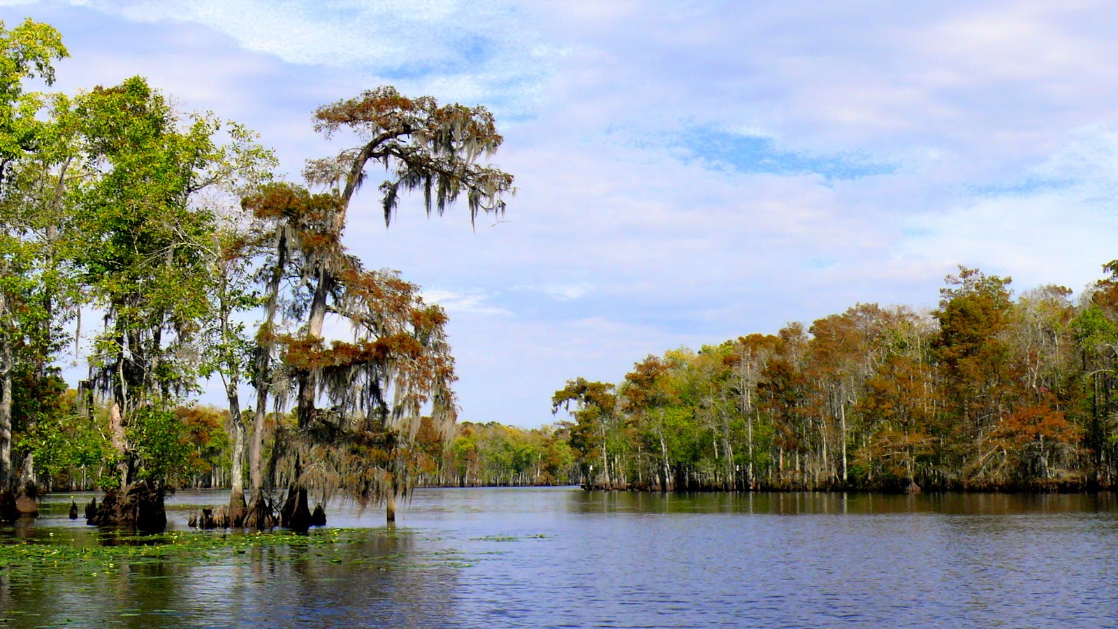 Hickery Holler Farm Frog Back Pig Tail Spaghetti