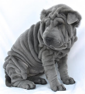 Shar Pei Puppy Picture