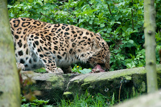 Leopard eating raw meat