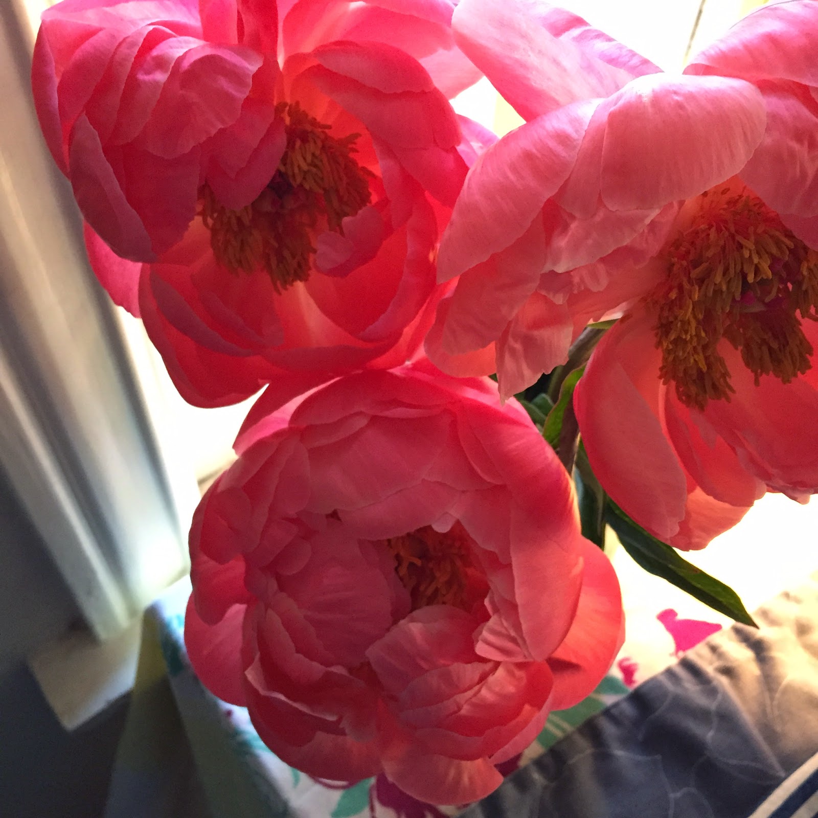 Pippa's Peonies, The Life Cycle