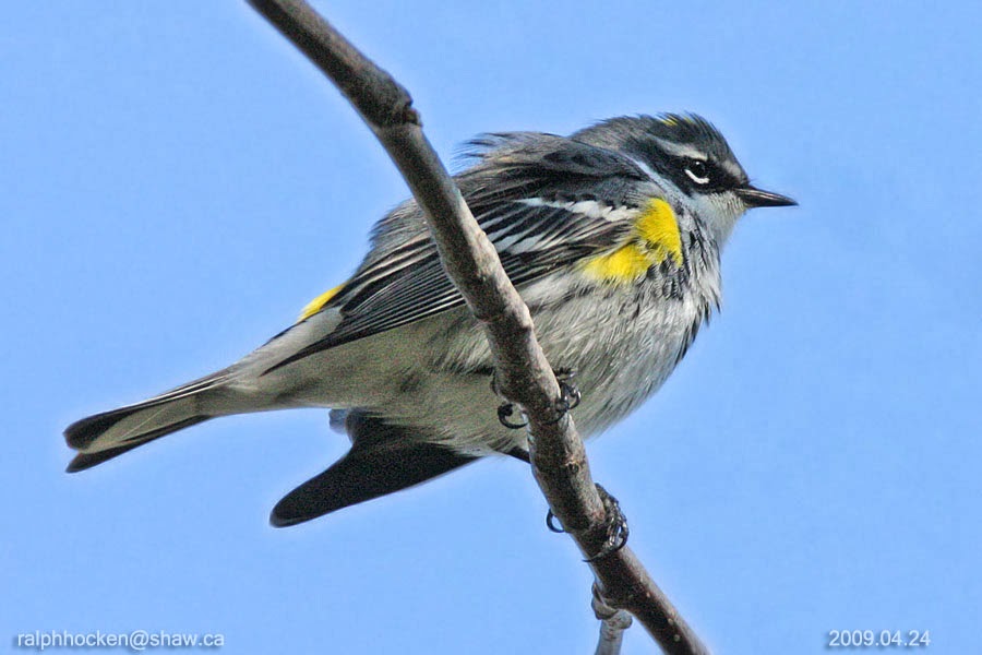 The Backyard Wildbird and Nature Store Nanaimo bird report, March 23, 2014