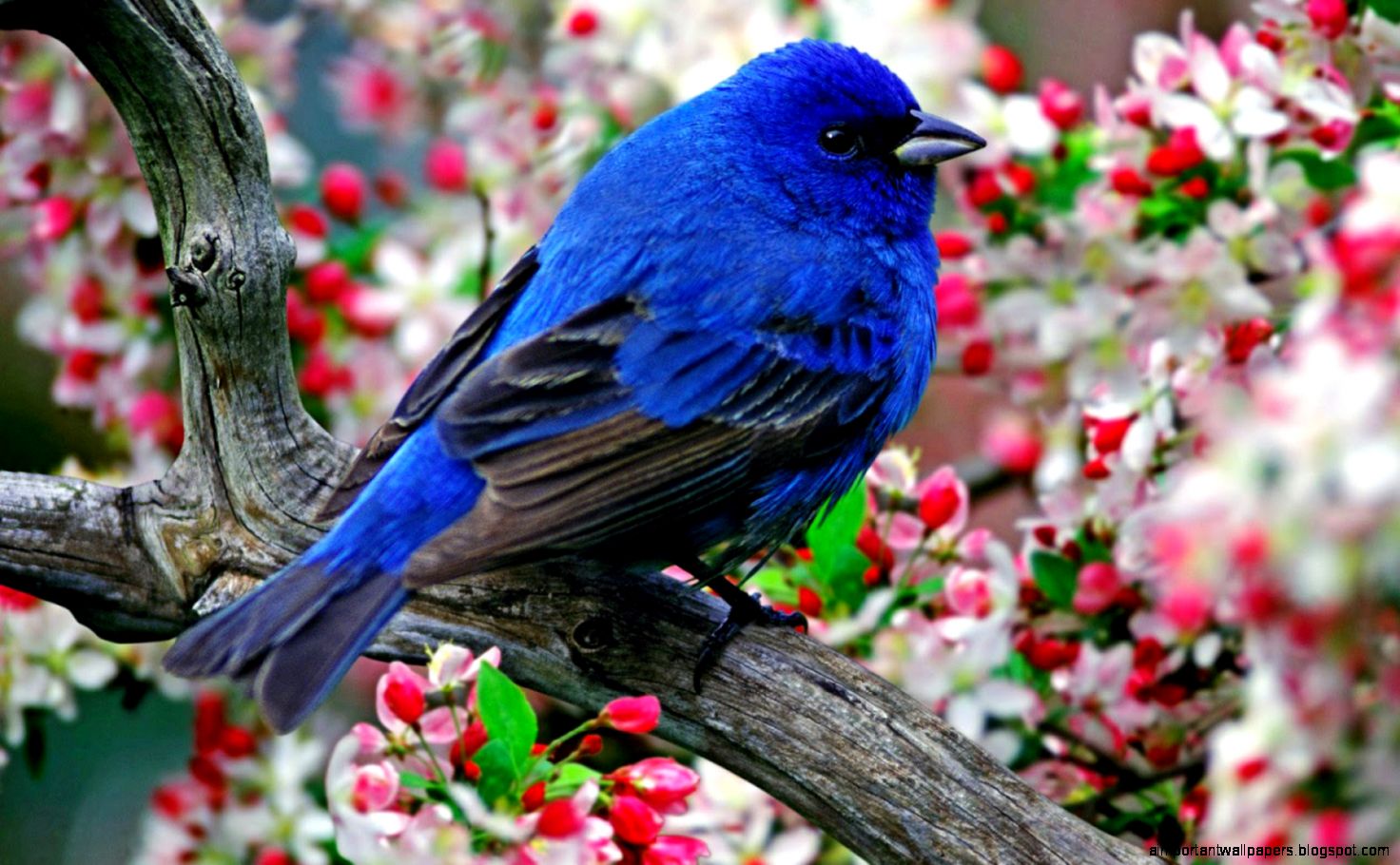 Beautiful Birds HD Wallpapers 2015 etc FN Beautiful Birds HD Wallpapers 2015 etc FN