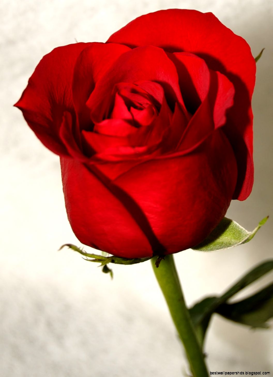 red roses most popular rose rose wallpapers beautiful rose red red roses most popular rose rose wallpapers beautiful rose red