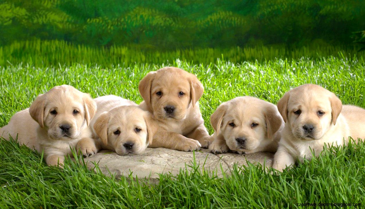 images of a golden retriever images of a golden retriever